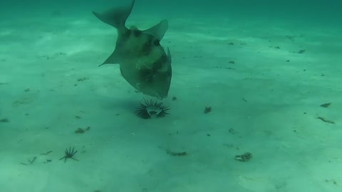 Navarre Beach Snorkel/Dive Reef