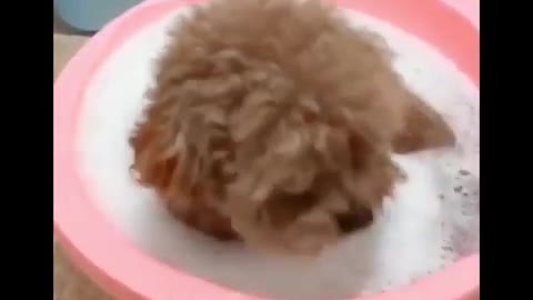 Cute baby animals Videos Compilation cute moment of the animals - Soo Cute! #100