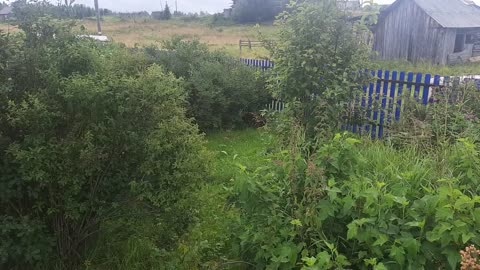 Two cats walking in a beautiful garden