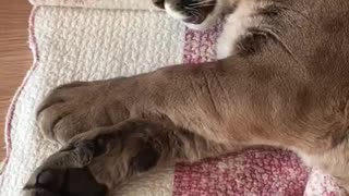 Lazy Cougar Wakes Up In Extremely Precious Fashion