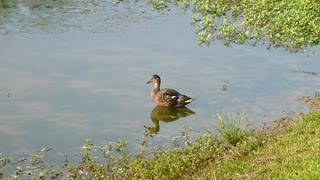 Beautiful mallard sits in pond.