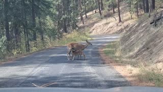 Mama Deer and Fawns Block Road