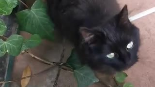 Funny cat comes when i whistle