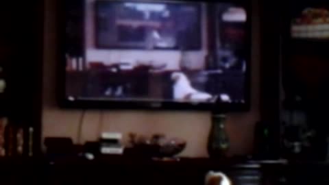 My Dog Barking at a dog on TV, then himself on TV - 4 times!