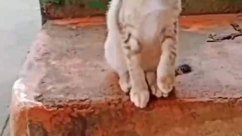 😻cat is drink😻 so funny video cat