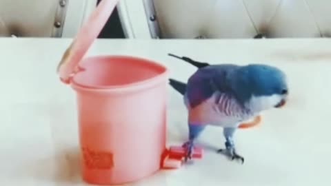 Smart and smart parrot