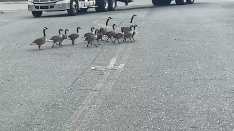 Canadian Geese Crossing Parking Lot