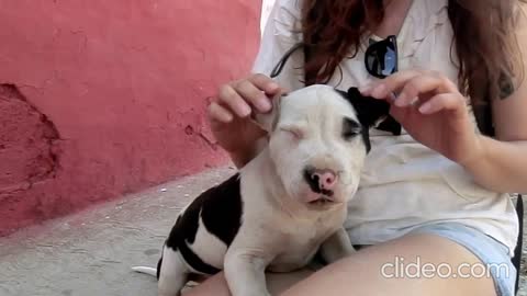 A cute puppy finds us on the street! Video 3