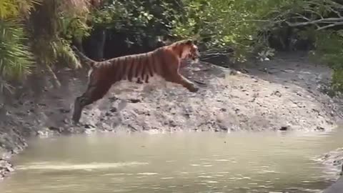 Tiger Big Jump over a River