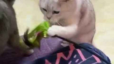 Two Cute Cats Amazing Fighting scene
