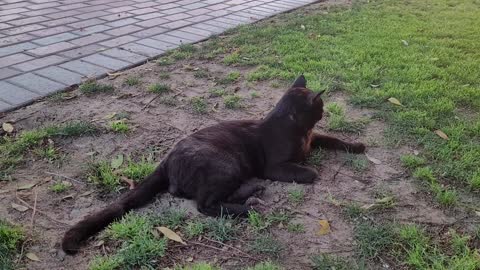 A very beautiful black cat