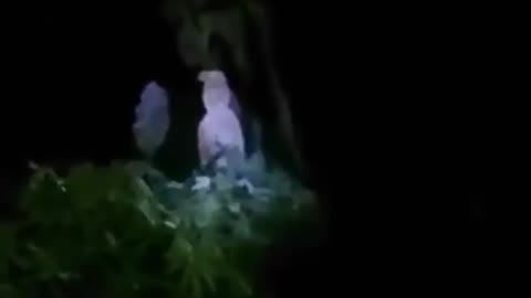 Ghost call “pocong” What do you think