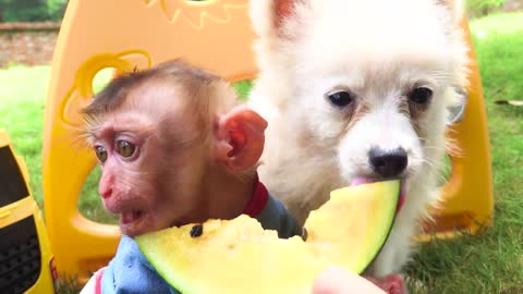 Satisfying video Cute Monkey animals - Zoey Monkey Go to buy suprise eggs . The Floor is Lava