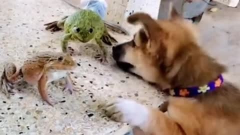 FUNNY VIDEO, CUTE ANIMALS, FROG AND DOG, UGLY FIGHT.