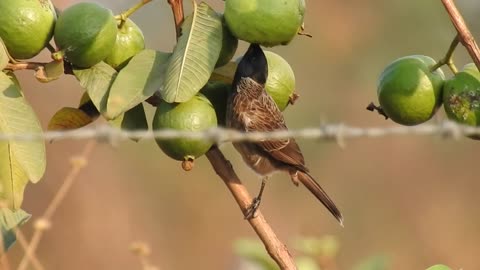 What a beautiful nightingale