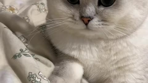 Fanny Cat Video And Cute Cat Video