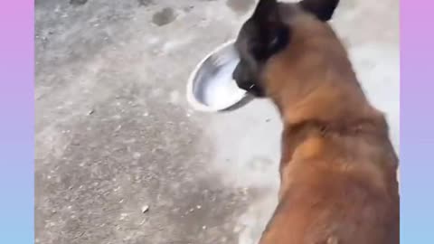 Smart dog in this video. The dog is having a lot of fun in this video