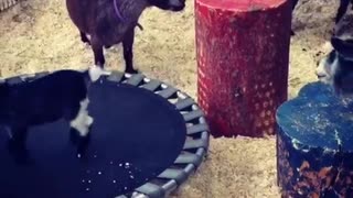 Black baby goat jumping on trampoline falls