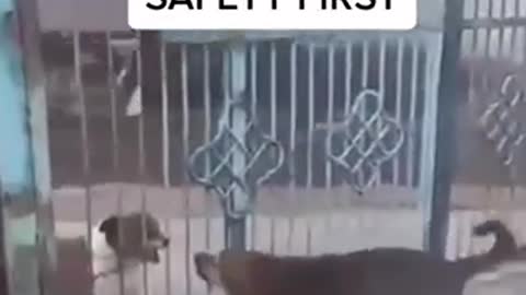 Safety first 😂😂 Watch till the end