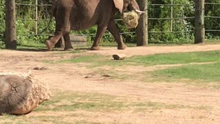 Elephant on Parade