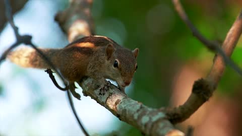 A cute little Burmese Himalayan Striped Squirrel Tamiops mcclellandii