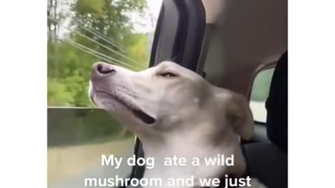 Cute labrador gets high