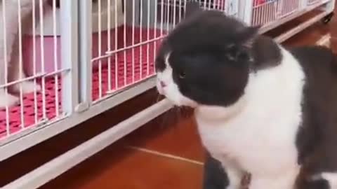 Two cats reaction