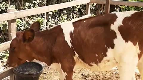 I took the opportunity to film this beautiful calf