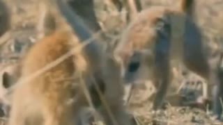 Cobra vs Meerkat wild Africa #shorts #wildlife