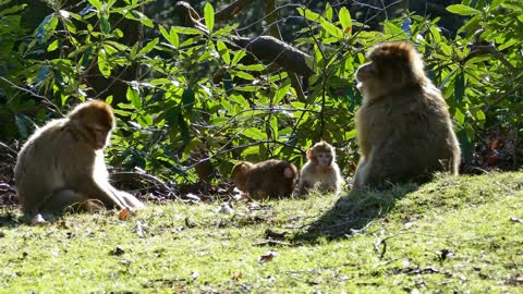 Monkey Family! Barbary Macaques