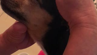 Adorable puppy falling asleep during facial