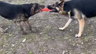 Ryker playing tug with his best friend Spirit