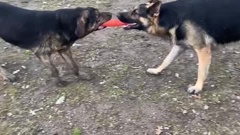 Ryker playing tug with his best friend Spirit