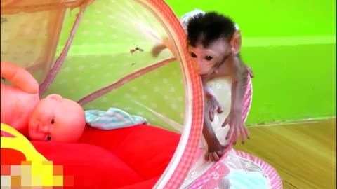 Adorable Baby Monkey Chaly Play.With Lovely Puppy- Adorable Monkeys #015