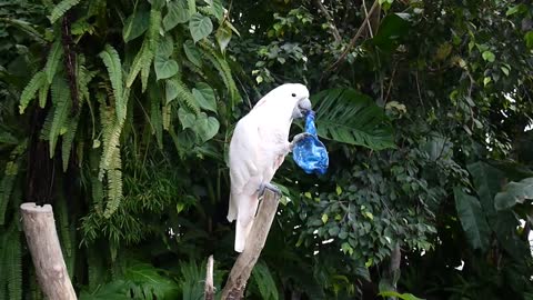 Parrot Chewing on a Bottle
