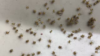 Baby spiders scatter