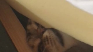 Brown cat hiding under mattress fights finger