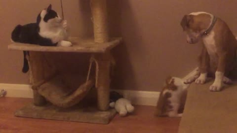 Gato, gatito y cachorro comparten épico momento de juego