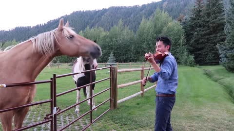 Horses Love the Sound of the Violin