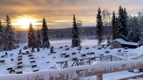 Dog Sledding - in Fairbanks, Alaska