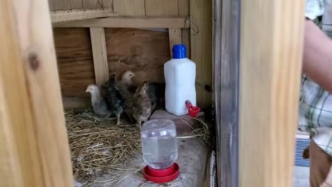 Chicks Introduced to the Coop