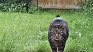 Cat Walking In Grass