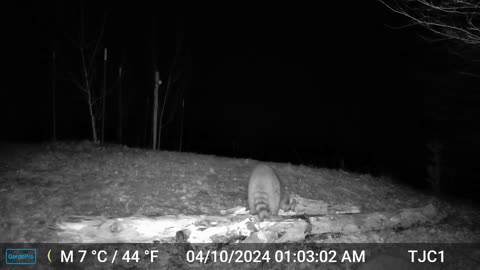 Two Raccoons at the Log