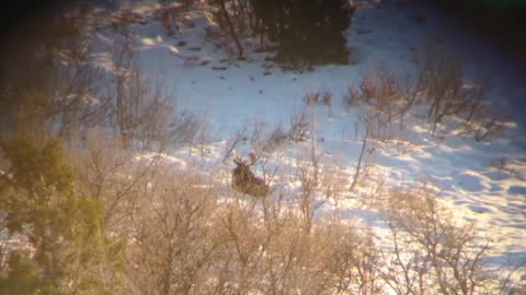 315 Yard Idaho Moose | 7 Rem Mag | 131 Hammer Hunter