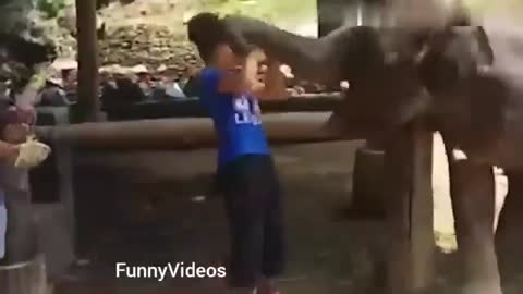 TRY NOT to LAUGH Animals _ FUNNY EPIC FAILS Compilation 2021