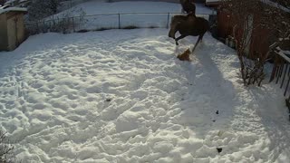 Mother Moose Tramples Dog