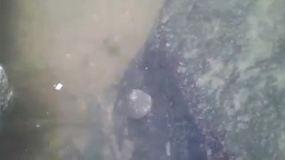 Hermit crab is seen walking on the rocks of the sea, it is very slow [Nature & Animals]