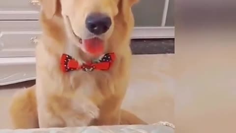 Puppy Hilariously Thinks "The Cake" Is An Actual Puppy