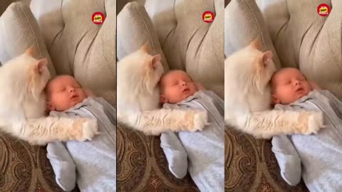 Adorable Fluffy Cat Helps Baby Take First Steps