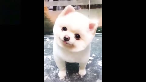 Funny Video's_Cute Cat,And Dog, Rabbit, Parrot Funny Animals Video_V TECH NATURE